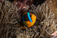Amphiprion chrysopterus (Orangefin Anemonefish)