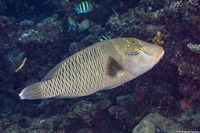 Cheilinus undulatus (Humphead Wrasse)