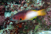 Bodianus axillaris (Axilspot Hogfish)
