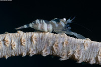 Pontonides ankeri (Barred Wire Coral Shrimp)