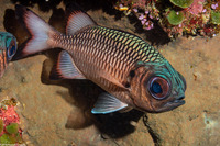 Myripristis adusta (Shadowfin Soldierfish)