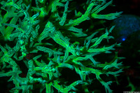 Seriatopora aculeata (Seriatopora Aculeata)