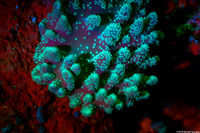 Sinularia sp.1 (Leather Coral)