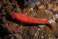 Cephalopholis leopardus (Leopard Grouper)