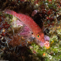 Cirrhitichthys oxycephalus (Pixy Hawkfish)
