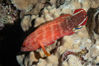 Cephalopholis urodeta (Flagtail Grouper)