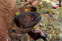 Gymnothorax flavimarginatus (Yellowmargin Moray)
