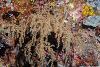 Litophyton arboreum (Litophyton Arboreum)