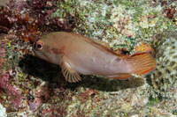 Cephalopholis leopardus (Leopard Grouper)