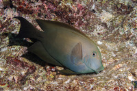 Ctenochaetus striatus (Lined Bristletooth)