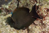 Ctenochaetus striatus (Lined Bristletooth)