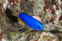Pomacentrus coelestis (Neon Damsel)