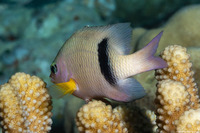 Plectroglyphidodon dickii (Blackbar Damsel)