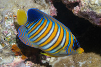 Pygoplites diacanthus (Regal Angelfish)