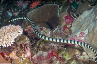 Laticauda colubrina (Banded Sea Krait)