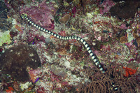 Laticauda colubrina (Banded Sea Krait)