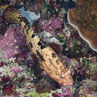 Epinephelus fuscoguttatus (Brown-Marbled Grouper)