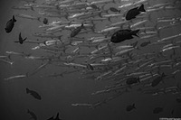 Sphyraena qenie (Blackfin Barracuda)