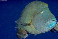 Cheilinus undulatus (Humphead Wrasse)