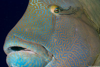 Cheilinus undulatus (Humphead Wrasse)