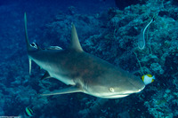 Echeneis naucrates (Sharksucker)