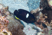 Centropyge tibicen (Keyhole Angelfish)