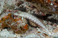 Parapercis clathrata (Latticed Sandperch)