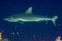 Carcharhinus amblyrhynchos (Gray Reef Shark)