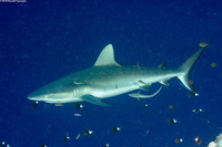 Echeneis naucrates (Sharksucker)