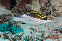 Scolopsis bilineata (Bridled Monocle Bream)