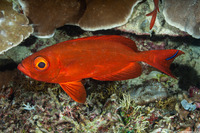 Priacanthus hamrur (Crescent-Tail Bigeye)