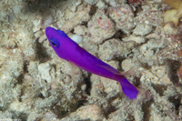 Pictichromis porphyrea (Magenta Dottyback)