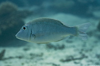 Lethrinus obsoletus (Orange-Striped Emperor)