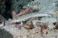 Parapercis clathrata (Latticed Sandperch)