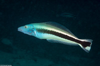 Malacanthus latovittatus (Blue Blanquillo)