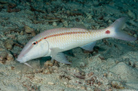 Parupeneus barberinus (Dash-Dot Goatfish)