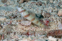 Amblyeleotris steinitzi (Steinitz' Shrimpgoby)