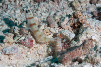 Amblyeleotris steinitzi (Steinitz' Shrimpgoby)