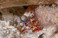 Odontodactylus scyllarus (Peacock Mantis Shrimp)
