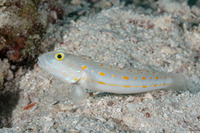 Valenciennea puellaris (Orange-Dashed Goby)
