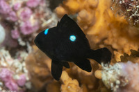 Dascyllus trimaculatus (Threespot Dascyllus)