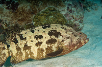 Epinephelus fuscoguttatus (Brown-Marbled Grouper)
