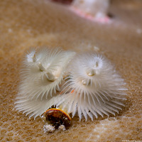 Spirobranchus sp.1 (Christmas Tree Worm)