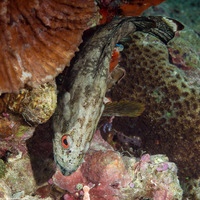 Cephalopholis urodeta (Flagtail Grouper)