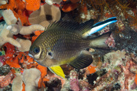 Amblyglyphidodon leucogaster (Yellowbelly Damsel)