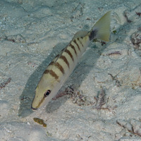 Lutjanus semicinctus (Black-Banded Snapper)