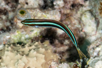 Plagiotremus rhinorhynchos (Bluestriped Fangblenny)