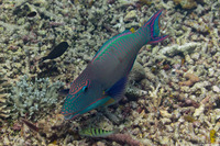 Cetoscarus ocellatus (Spotted Parrotfish)
