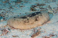 Holothuria fuscogilva (White Teatfish Sea Cucumber)