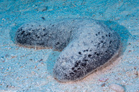Holothuria atra (Black Sea Cucumber)